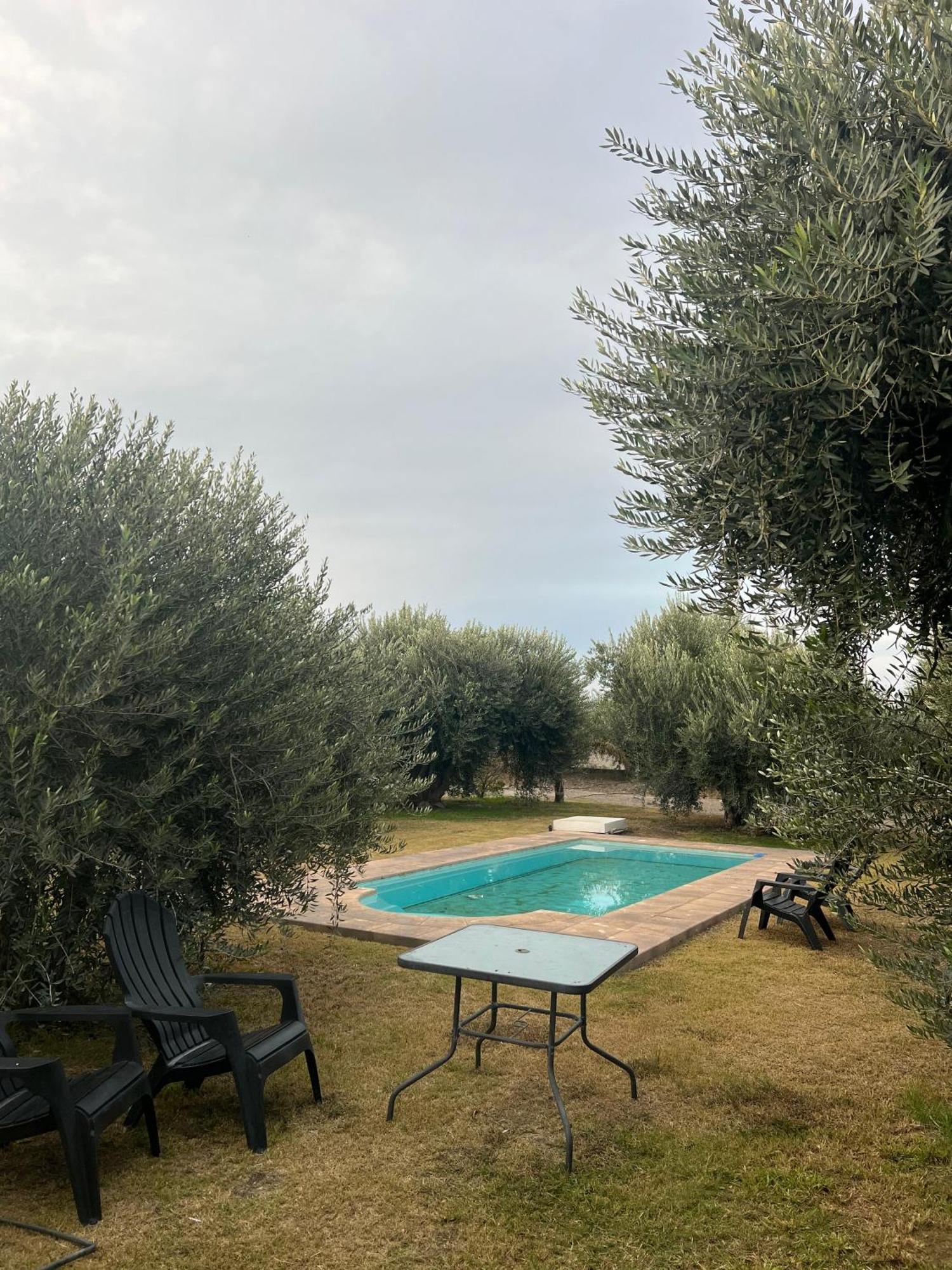 Y Olivos Del Sol